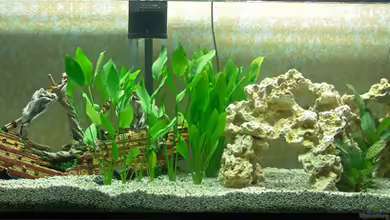 Becken 19783 von bigbone