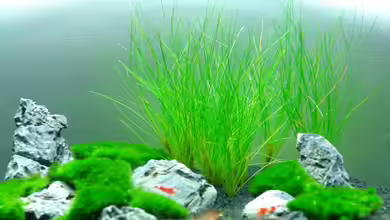 Becken 19868 von Marc Posunko