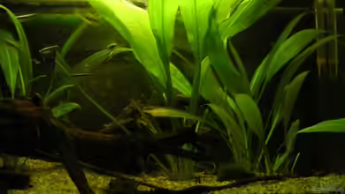 Becken 1989 von Andre´ Dumke