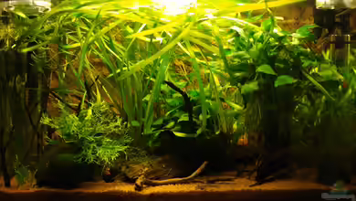 Becken 19965 von Jumi