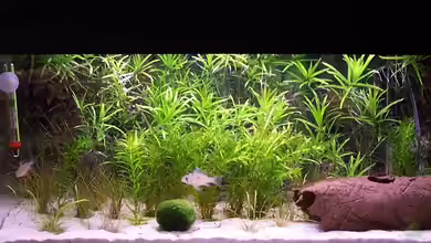 Becken 2010 von Paul Oppermann