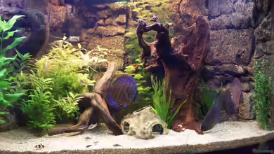 Becken 2018 von Thomas Hoffmann