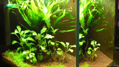 Becken 20499 von Gerd Zimmermann