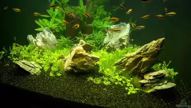 Becken 2083 von J.Liebold