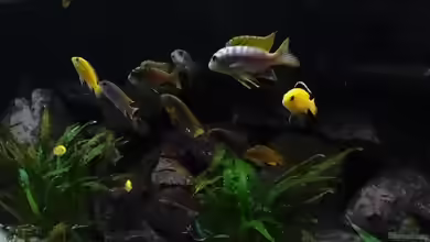 Becken 20933 von joseppe