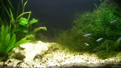 Becken 2095 von Christopher Walla