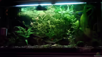 Becken 2099 von Christine Schebesta