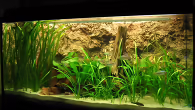 Becken 2112 von Luschez