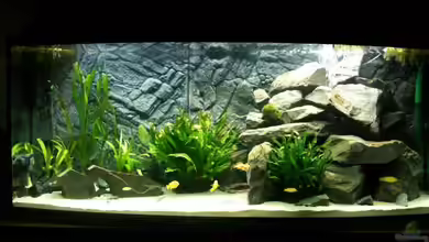 Becken 21139 von Leo