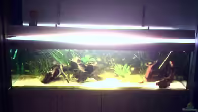 Becken 2125 von Diana Fröhlich