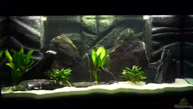 Becken 21494 von Roger