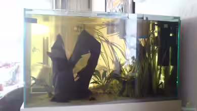 Becken 2176 von Sturisoma