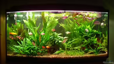 Becken 2177 von Oliver Krell