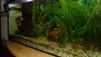 Becken 2178 von Marcus Mertens