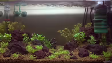 Becken 21796 von Shinjo01x