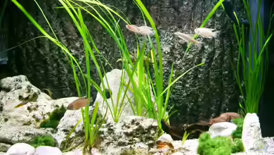 Becken 218 von Michael Knorr