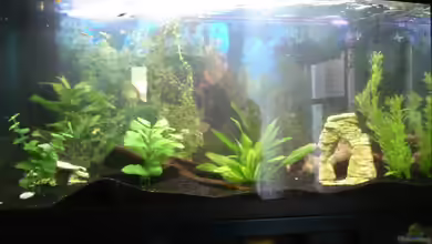 Becken 2182 von Daniela Echter