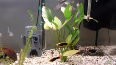 Becken 21836 von Tosch