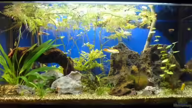 Becken 21841 von TheHippo