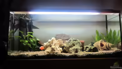 Becken 21999 von Wörner32