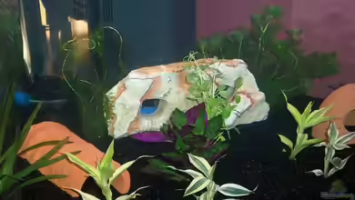 Becken 22040 von gorni