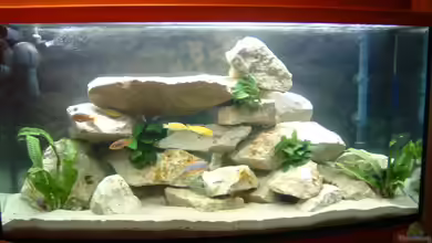 Becken 2205 von Andreas Gassner