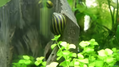 Becken 22076 Nanonana von Nanonana