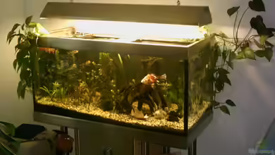 Becken 2208 von Ronald Boshold