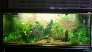 Becken 22188 von Schakal