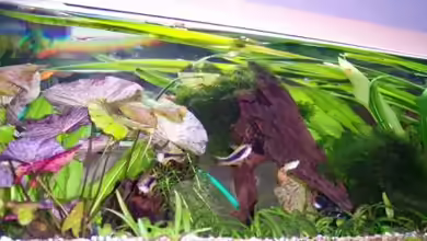 Becken 2220 von Wolfgang Sommer