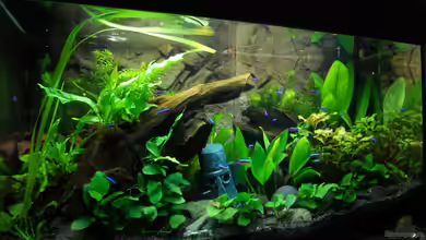 Becken 22208 von Skalar321