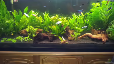 Becken 22224 von oliK