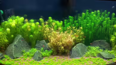 Becken 22232 von butschhh