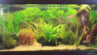 Becken 22236 von Yannik