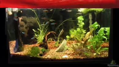 Becken 2233 von Manuela Vogt