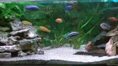 Becken 224 von Michael Blum