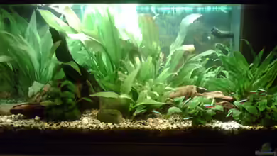 Becken 2248 von Katrin Reuther