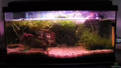 Becken 2258 von Manuela Vogt