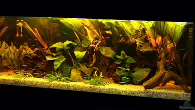 Becken 2261 von Maika Haimann