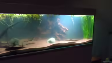 Becken 22617 von CarstenH.