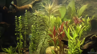 Becken 22655 von Hot