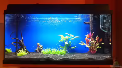 Becken 22715 von Shiml