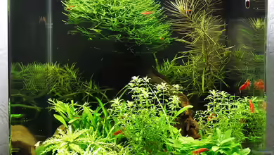 Becken 22770 von Andre Lang