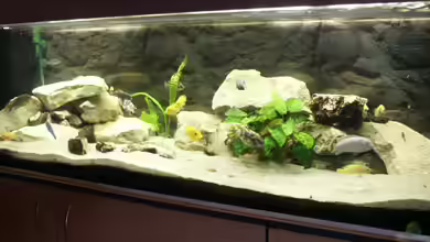 Becken 228 von Walter Wilhelm