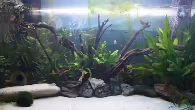 Becken 22846 von tiaellir