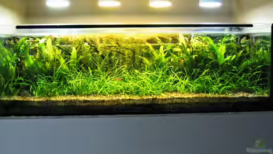 Becken 22996 von Paulemann