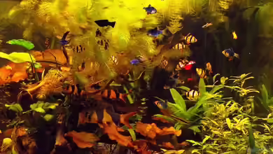 Becken 23019 von Fossybear