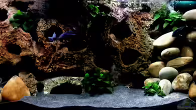 Becken 23045 von Claudio Zeitler