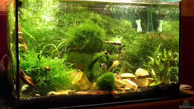 Becken 2312 von Tanja Schmidt