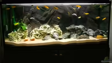 Becken 23319 von janosch